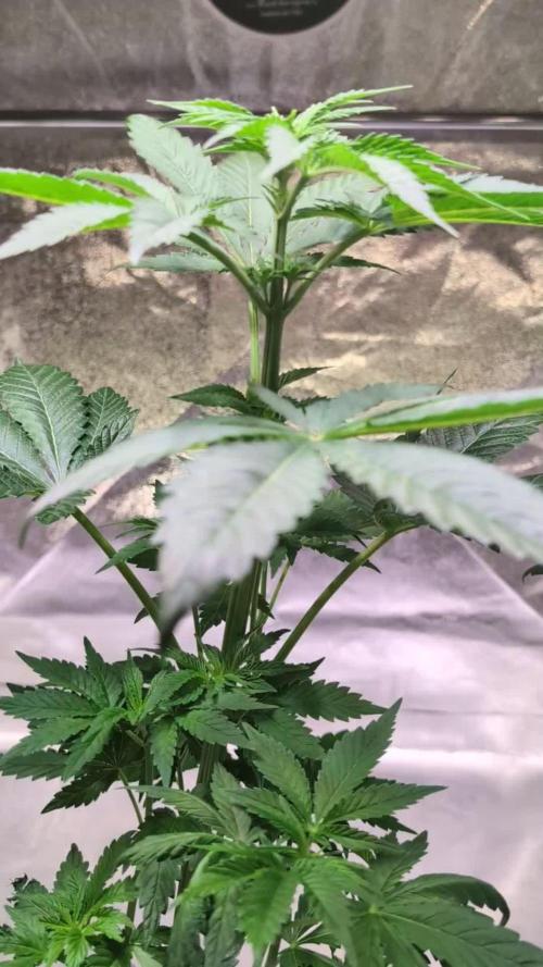 DMO Grapefruit #2 - Good Times Genetics