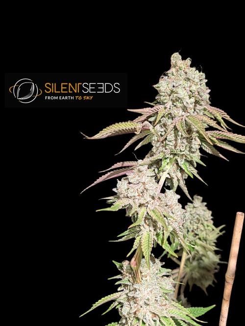 Pink Sunset #2 - Silent Seeds - Organic. Week 15