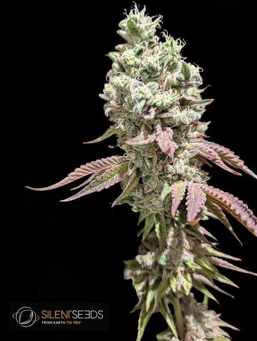 Pink Sunset #2 - Silent Seeds - Organic. Week 15