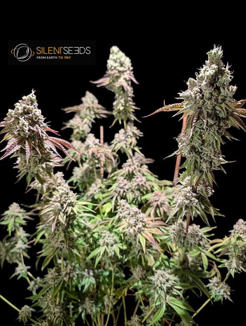 Pink Sunset #2 - Silent Seeds - Organic. Week 15