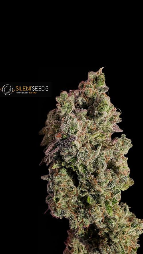 Pink Sunset #2 - Silent Seeds - Organic. Week 16