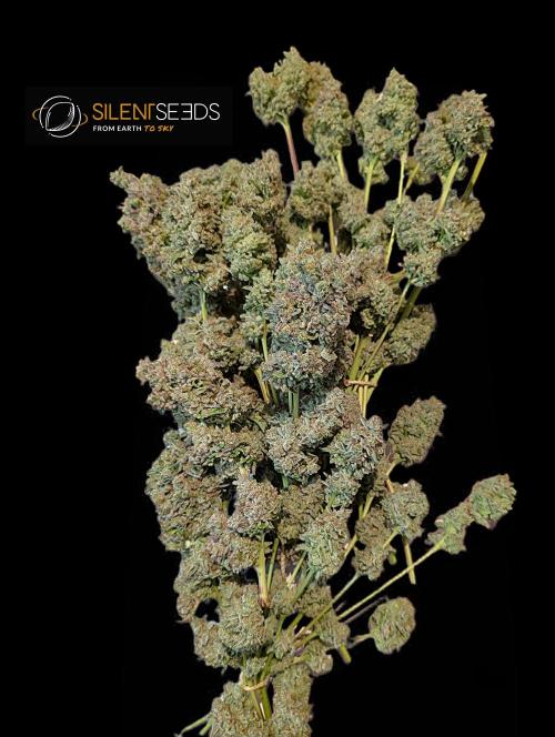 Pink Sunset #2 - Silent Seeds - Organic. Week 16