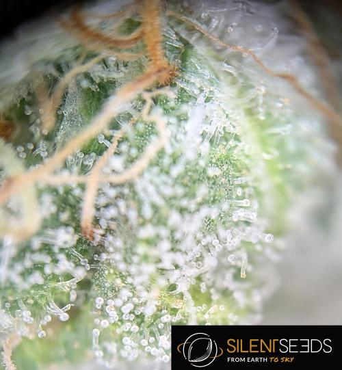 Pink Sunset #2 - Silent Seeds - Organic. Week 16