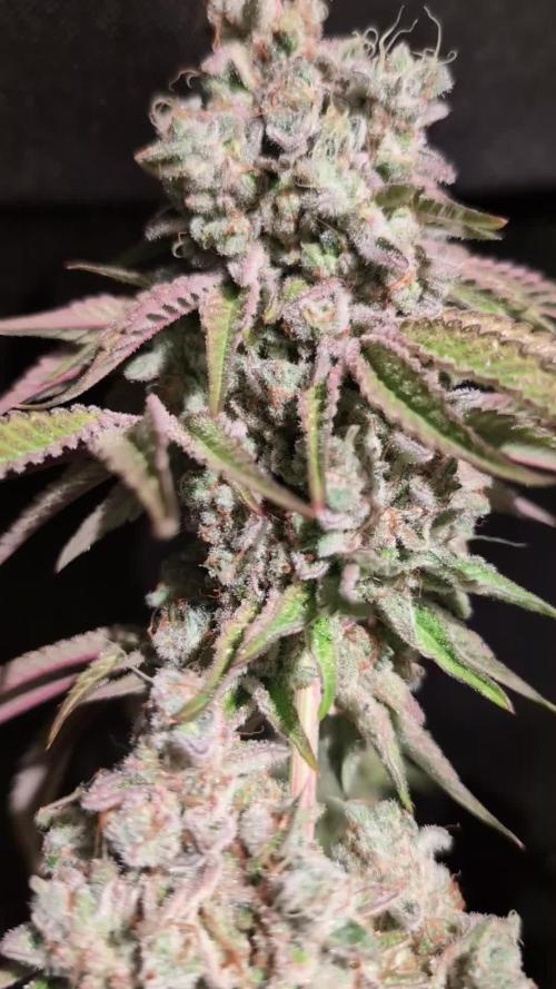 Pink Sunset #2 - Silent Seeds - Organic