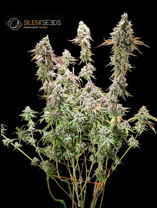 Pink Sunset #2 - Silent Seeds - Organic. Week 16