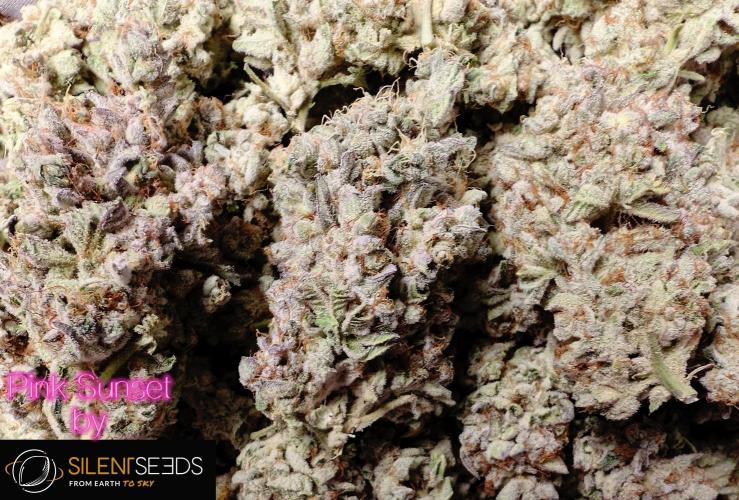 Pink Sunset #2 - Silent Seeds - Organic. Week 16