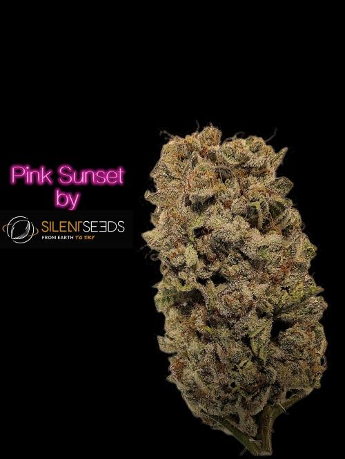 Pink Sunset #2 - Silent Seeds - Organic. Week 16