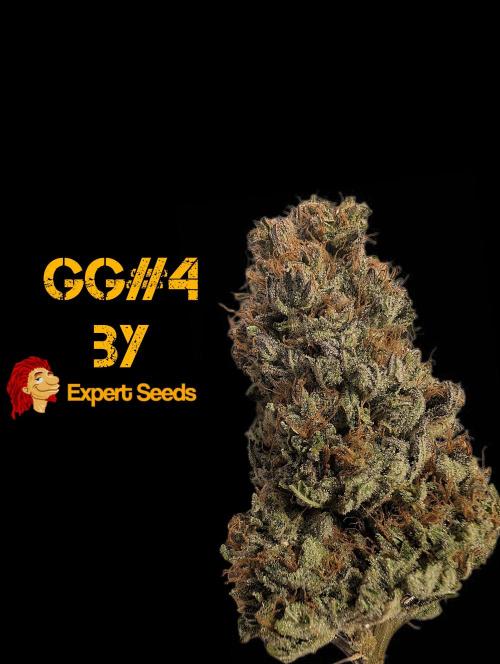 GG#4 Regular - Expert Seeds. Week 15