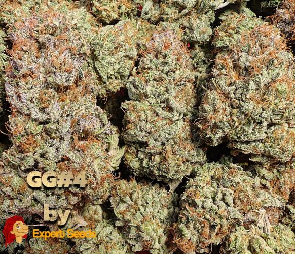 GG#4 Regular - Expert Seeds. Week 15
