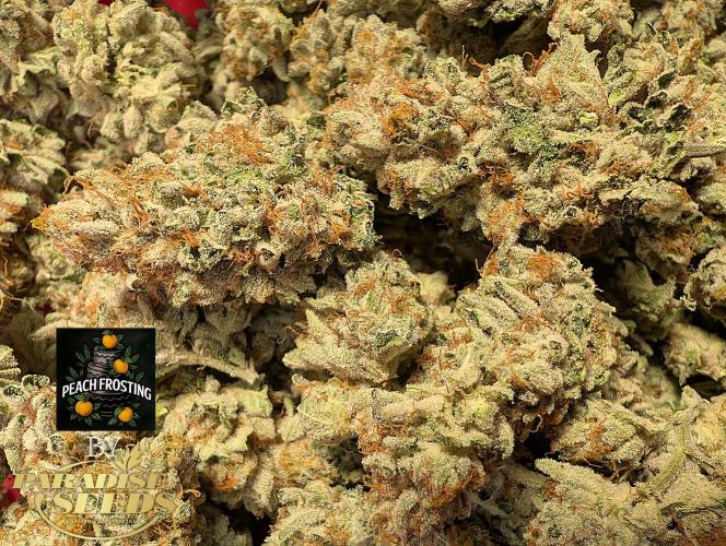 Peach Frosting - Paradise Seeds -Organic. Week 15