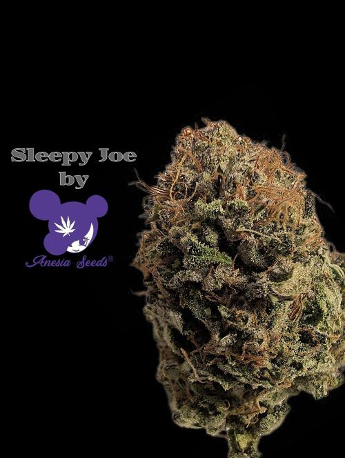 Sleepy Joe - Anesia Seeds - Organic Grow. Week 15