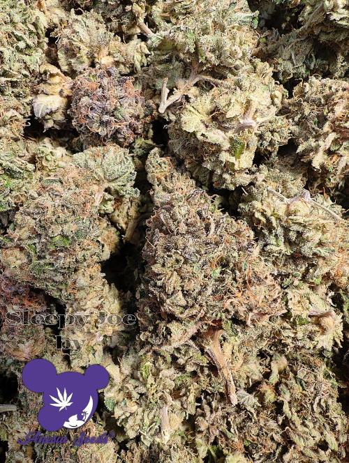 Sleepy Joe - Anesia Seeds - Organic Grow. Week 15