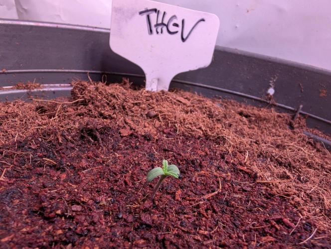 THC - Victory #2 - Sponsored by Biotabs. Week 0