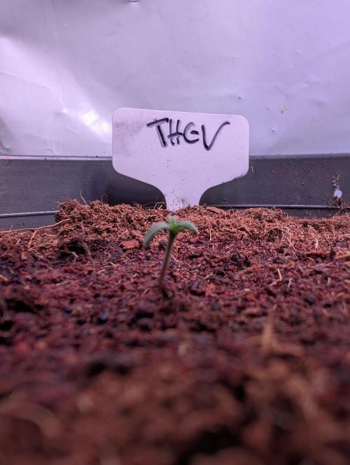 THC - Victory #2 - Sponsored by Biotabs. Week 0