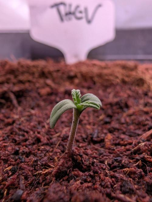 THC - Victory #2 - Sponsored by Biotabs. Week 0