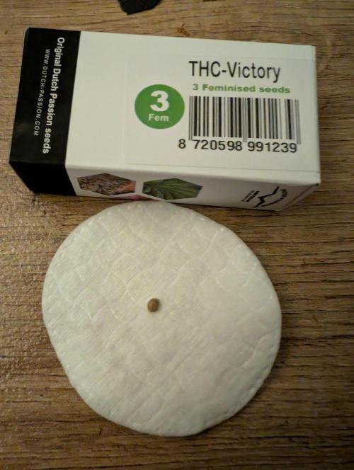 THC - Victory #2 - Sponsored by Biotabs. Week 0