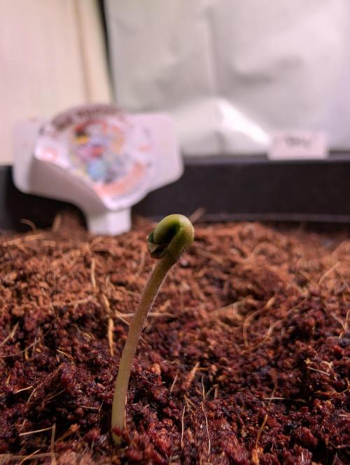 Snapple Apple - Sponsored by Biotabs. Week 0