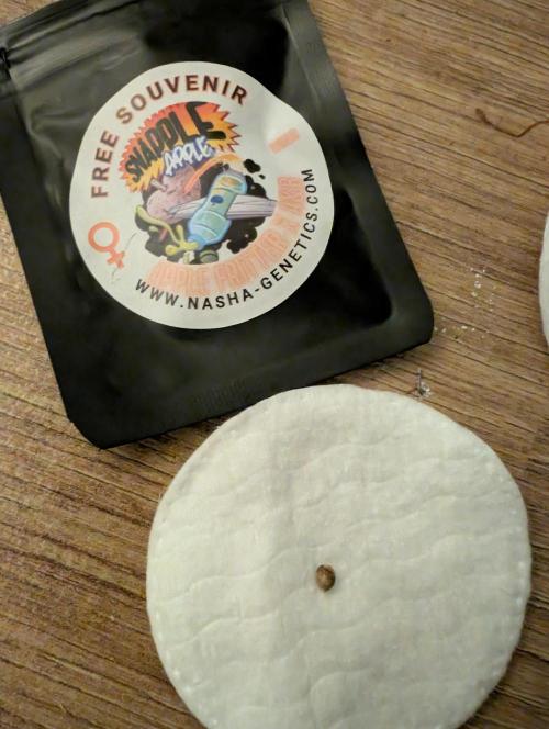 Snapple Apple - Sponsored by Biotabs. Week 0