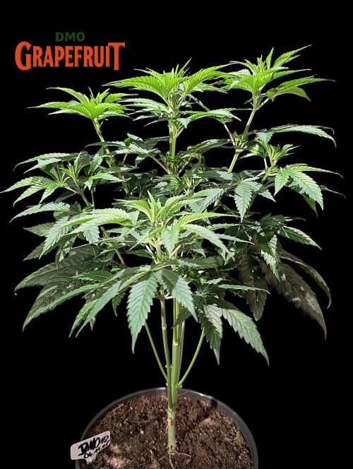 DMO Grapefruit #1 - Good Times Genetics. Week 6