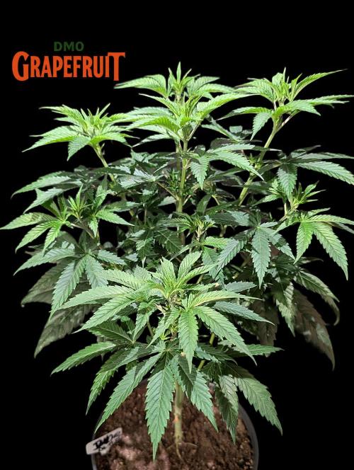 DMO Grapefruit #1 - Good Times Genetics. Week 6