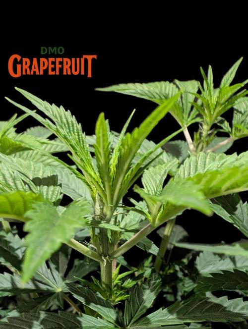 DMO Grapefruit #1 - Good Times Genetics. Week 6