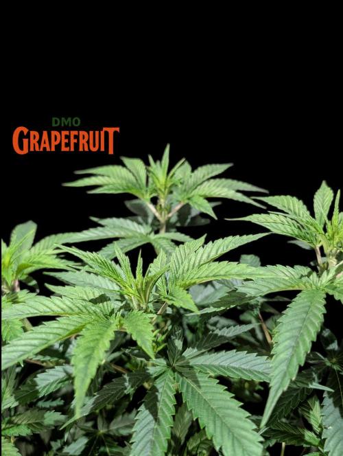 DMO Grapefruit #1 - Good Times Genetics. Week 6
