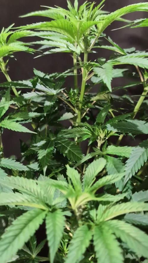 DMO Grapefruit #1 - Good Times Genetics