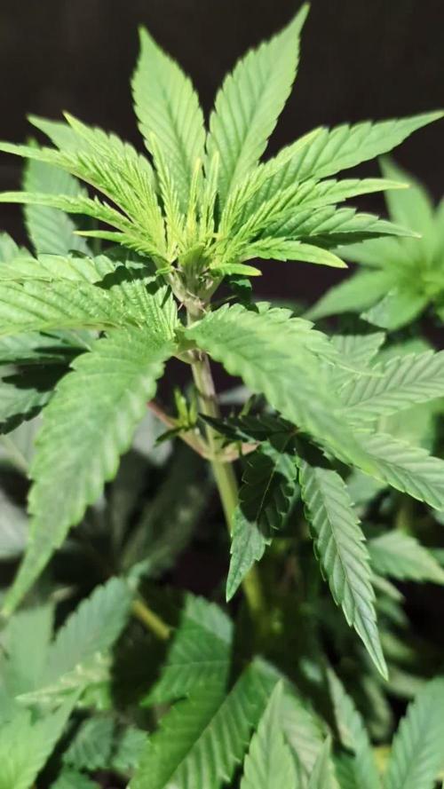 DMO Grapefruit #2 - Good Times Genetics