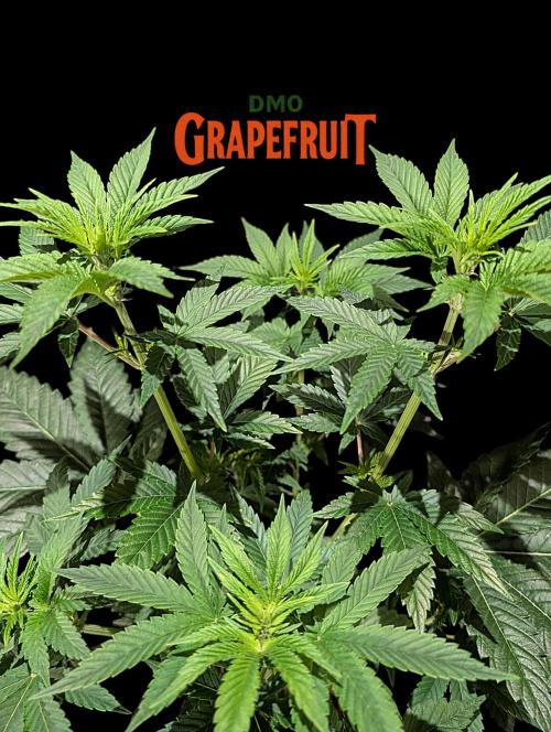 DMO Grapefruit #2 - Good Times Genetics. Week 6