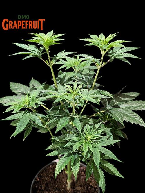 DMO Grapefruit #2 - Good Times Genetics. Week 6