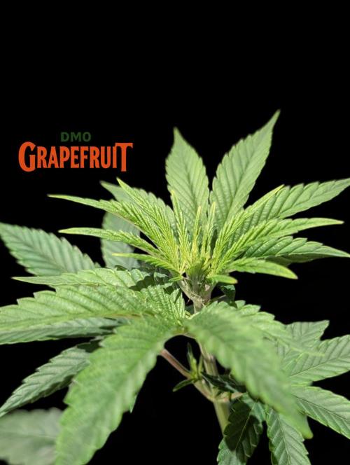 DMO Grapefruit #2 - Good Times Genetics. Week 6