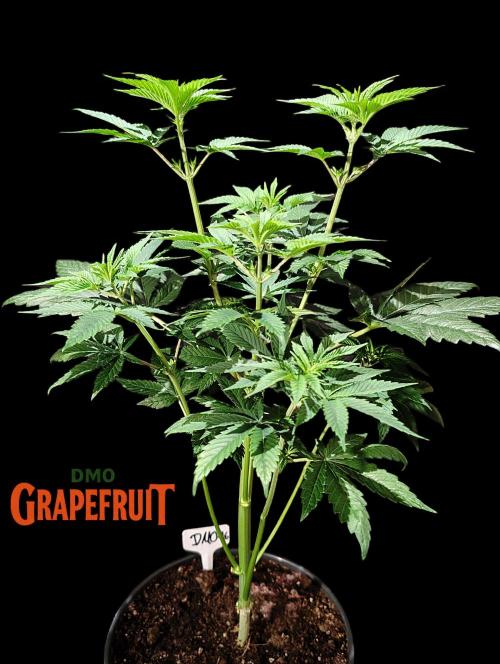 DMO Grapefruit #2 - Good Times Genetics. Week 6