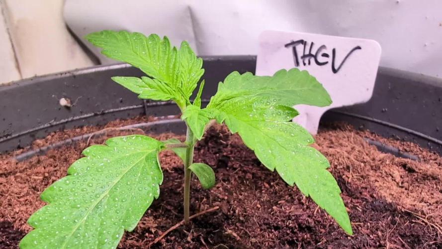 THC - Victory #2 - Sponsored by Biotabs