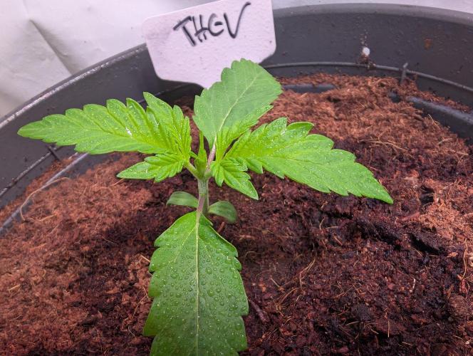 THC - Victory #2 - Sponsored by Biotabs. Week 1