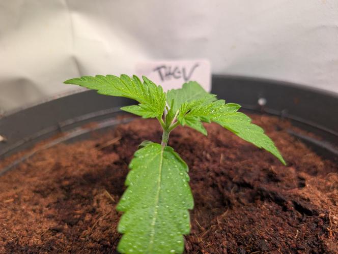 THC - Victory #2 - Sponsored by Biotabs. Week 1