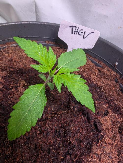 THC - Victory #2 - Sponsored by Biotabs. Week 1