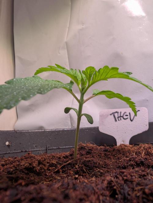 THC - Victory #2 - Sponsored by Biotabs. Week 1