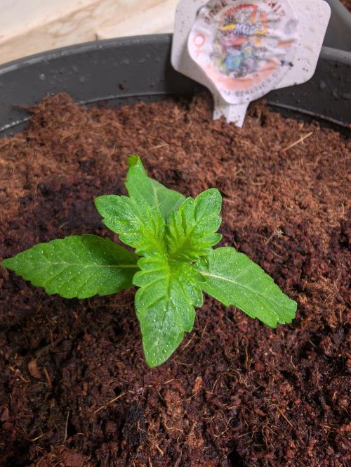 Snapple Apple - Sponsored by Biotabs. Week 1