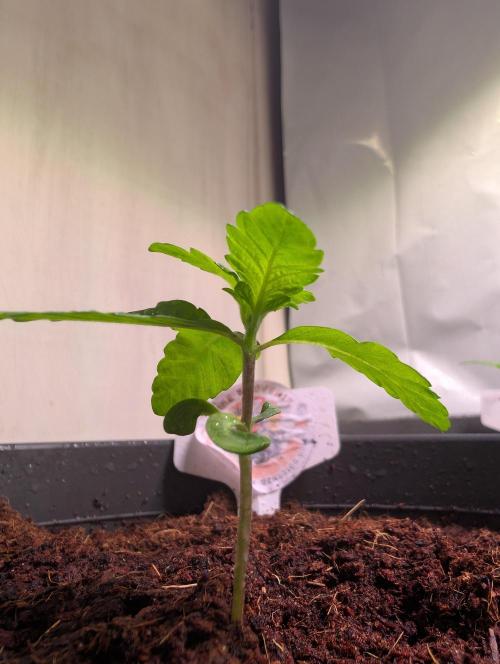 Snapple Apple - Sponsored by Biotabs. Week 1