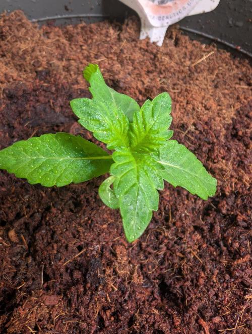 Snapple Apple - Sponsored by Biotabs. Week 1