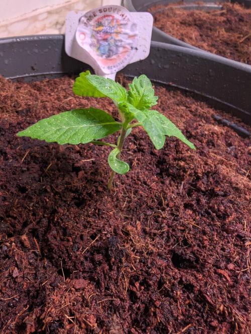 Snapple Apple - Sponsored by Biotabs. Week 1