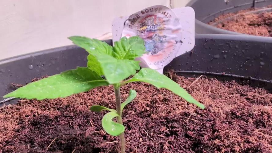 Snapple Apple - Sponsored by Biotabs