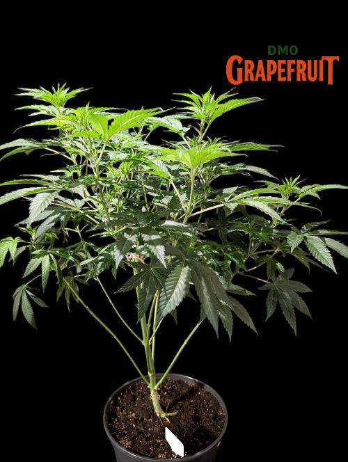 DMO Grapefruit #1 - Good Times Genetics. Week 7