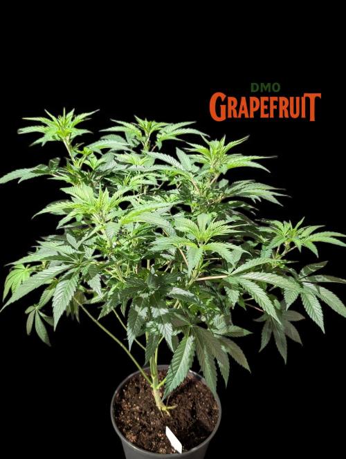 DMO Grapefruit #1 - Good Times Genetics. Week 7