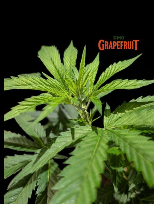 DMO Grapefruit #1 - Good Times Genetics. Week 7