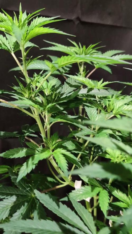 DMO Grapefruit #1 - Good Times Genetics