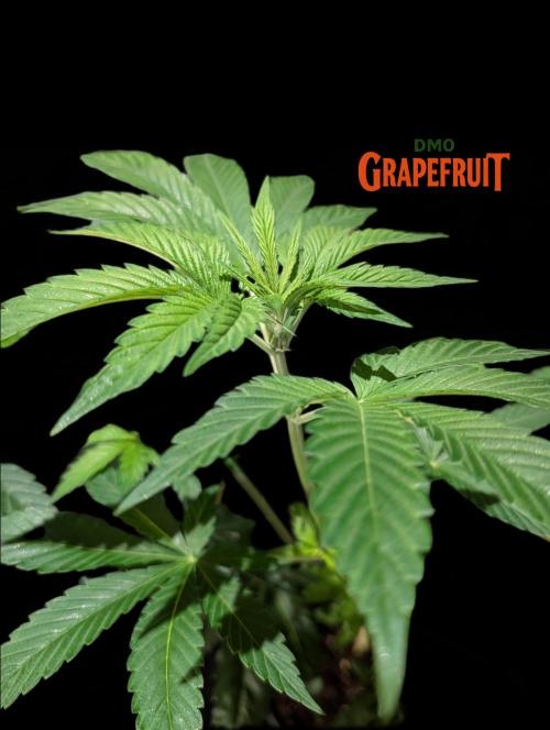 DMO Grapefruit #2 - Good Times Genetics. Week 7