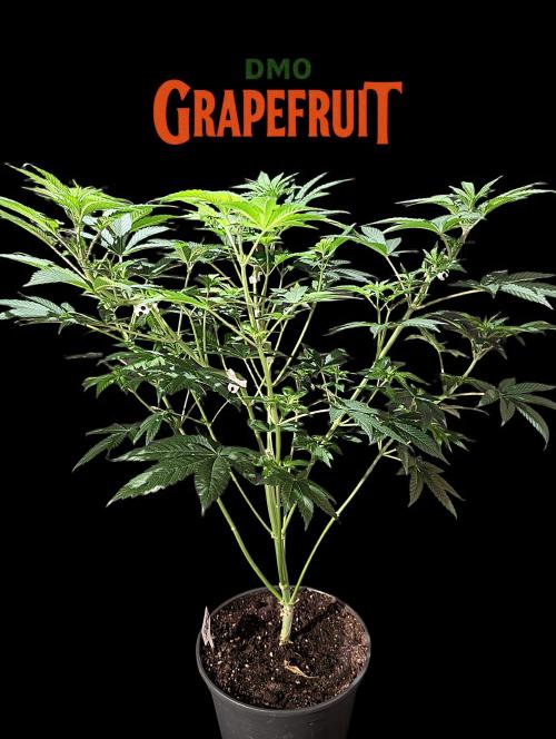 DMO Grapefruit #2 - Good Times Genetics. Week 7