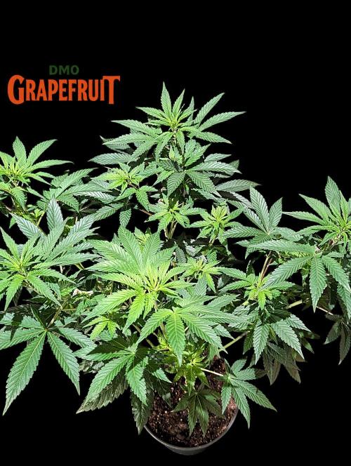 DMO Grapefruit #2 - Good Times Genetics. Week 7