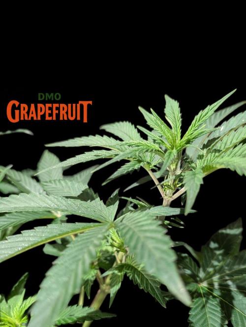 DMO Grapefruit #2 - Good Times Genetics. Week 7